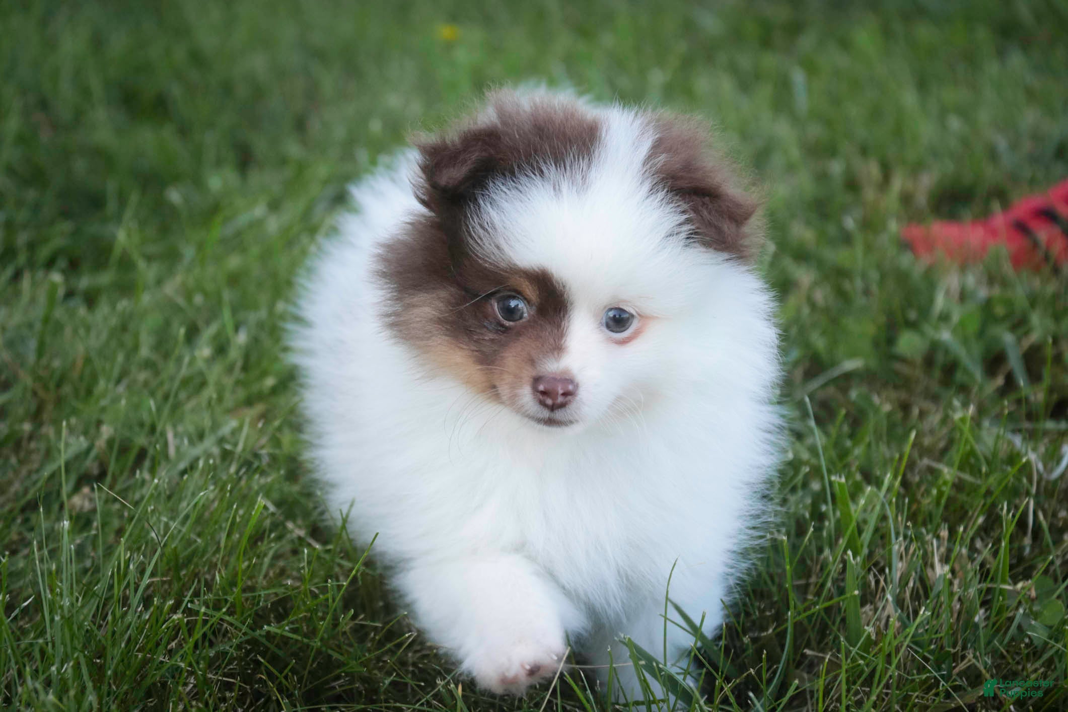 Pomeranian dogs Kibbles Pomeranian  - Ad 1