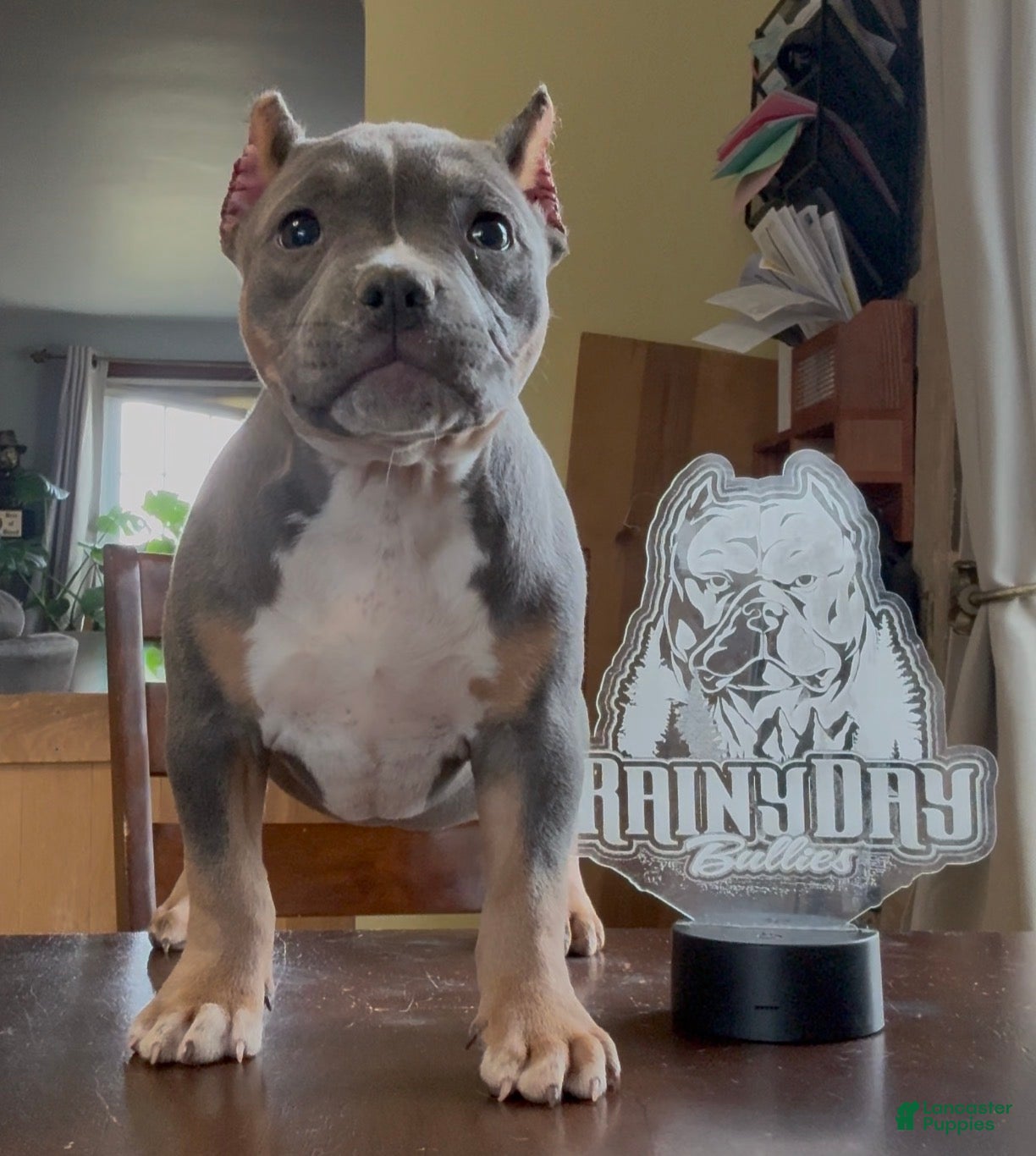 American Bully dogs Blue Tri Female  - Ad 1