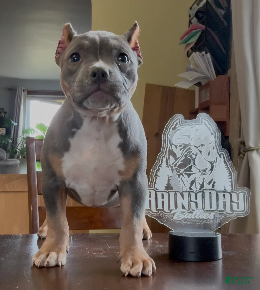 American Bully dogs for sale: Blue Tri Female  - Ad 1