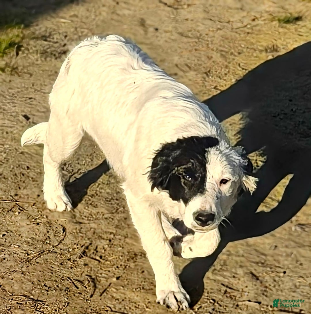 Border Collie dogs for sale: Divvy - Ad 2