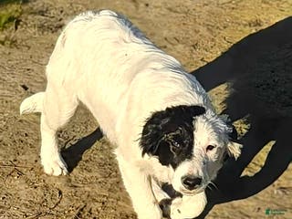 Border Collie dogs Divvy - Ad 3