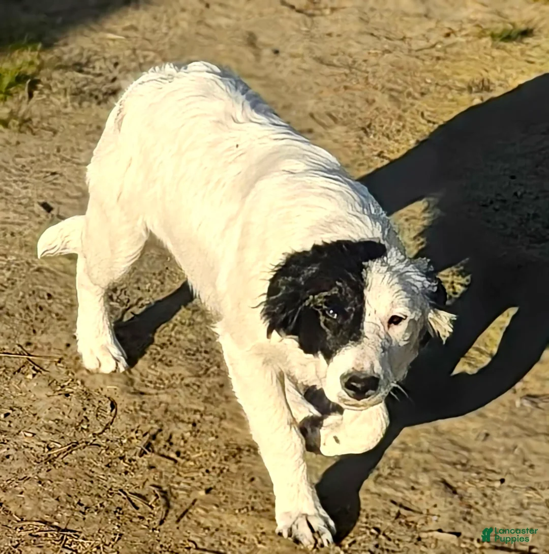 Border Collie dogs for sale: Divvy - Ad 2