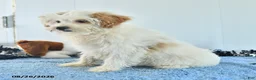 Pomapoo dogs for sale: Freddy - Ad 10