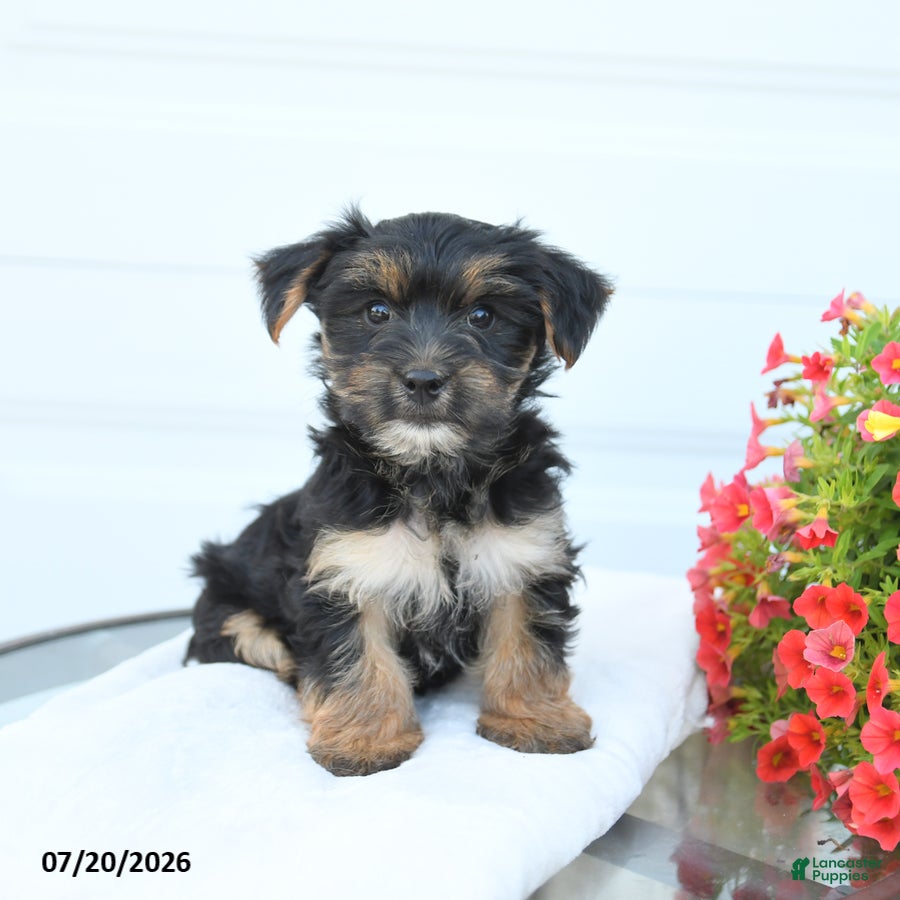Morkie dogs Lucky - Ad 1