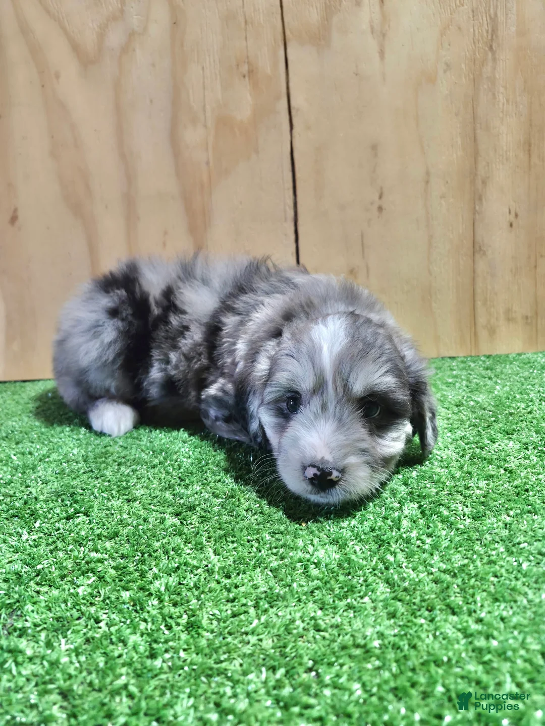 Mini Aussiedoodle dogs for sale: Mini Aussiedoodle Puppy 7 - Ad 2