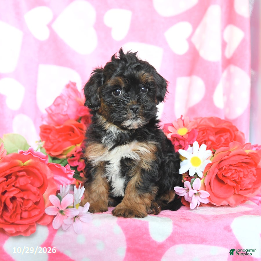 Shihpoo dogs for sale: Prince   - Ad 2