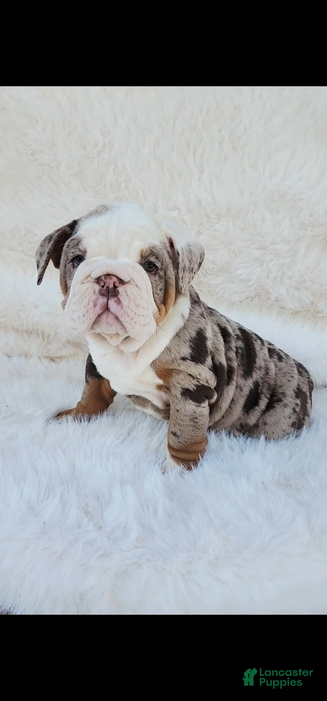 English Bulldog dogs for sale: English Bulldog Puppy 3 - Ad 2