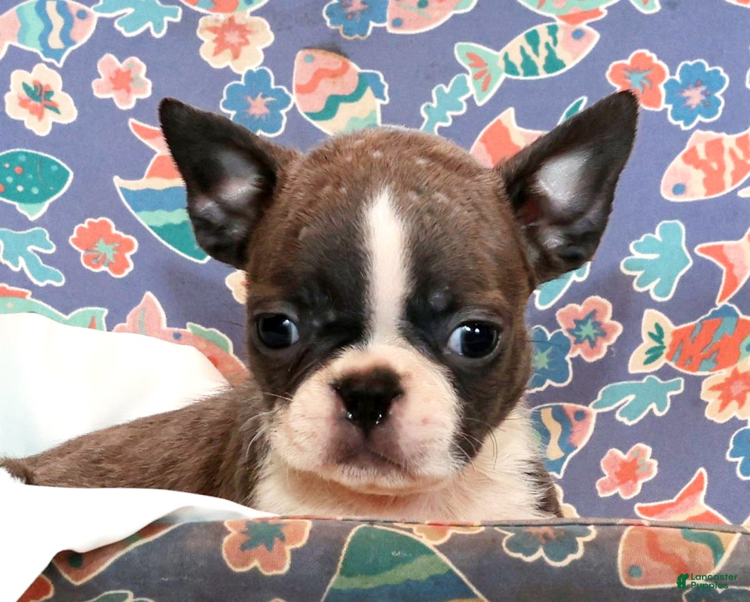 Boston Terrier dogs for sale: Hunter - Ad 7