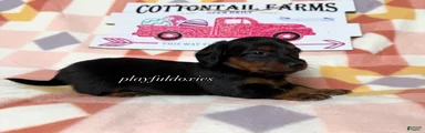  AKC Black & Tan Long Haired Female Dachshund ALL Clear