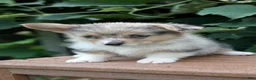 Welsh Corgi Pembroke dogs for sale: Jill - Ad 4