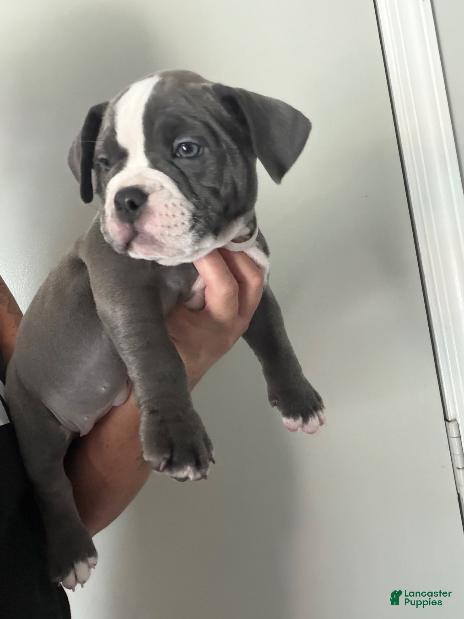 American Bully dogs American Bully 6 - Ad 7