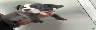 American Bully 6