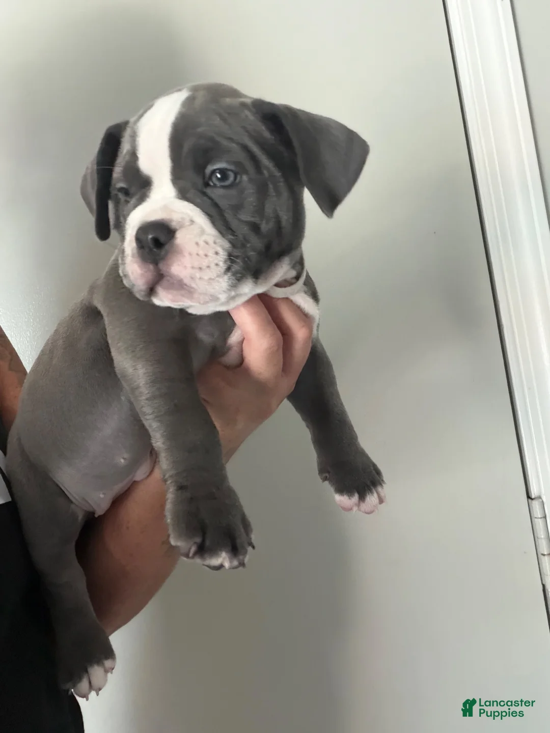 American Bully dogs for sale: American Bully 6 - Ad 1