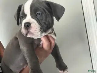 American Bully dogs American Bully 6 - Ad 7