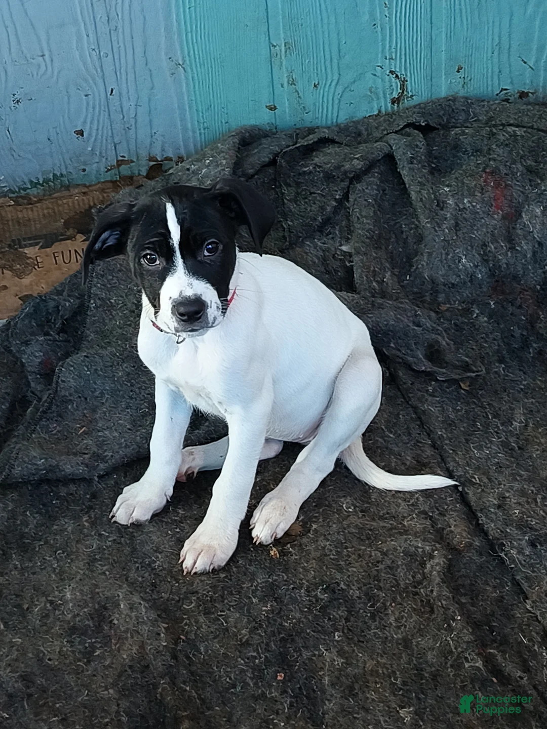 Mixed Breed dogs for sale: Artemis - Ad 2