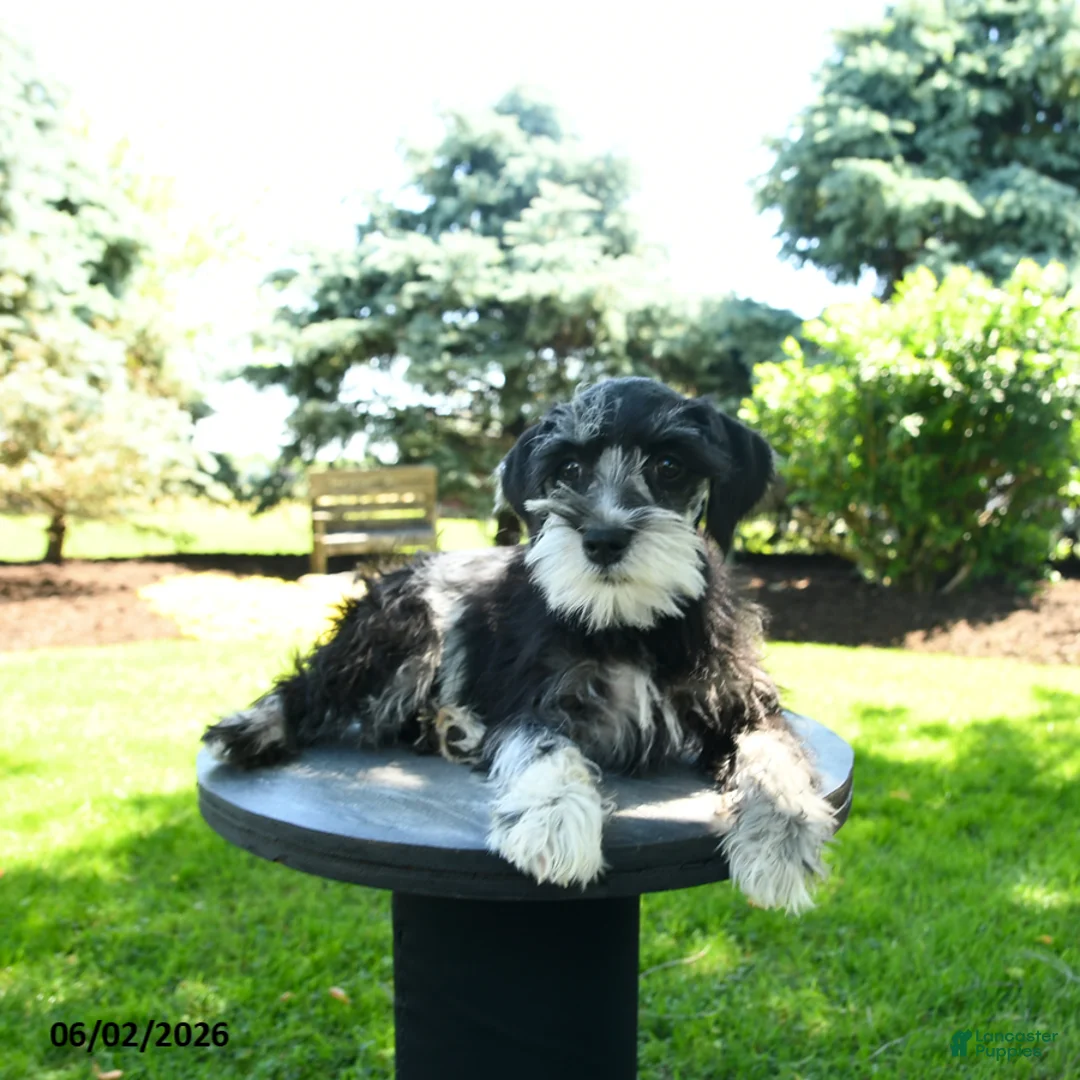 Miniature Schnauzer dogs for sale: Lola - Ad 1