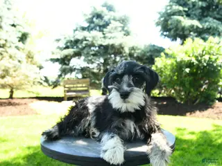 Miniature Schnauzer dogs for sale: Lola - Ad 2