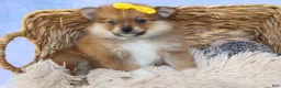 Pomeranian dogs for sale: Farris  - Ad 2