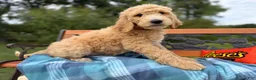 Labradoodle dogs for sale: Cinnamon (Girl) - Ad 5