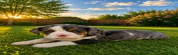 English Bulldog dogs for sale: Buddy - Ad 5