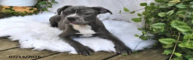 Rufus