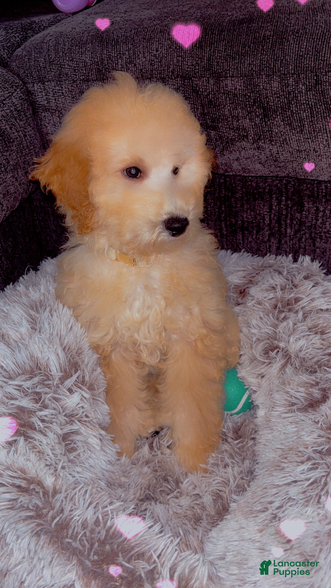 Mixed Breed dogs for sale: Bruno - Ad 1