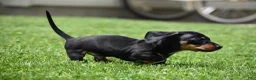 Miniature Dachshund dogs for sale: Slinky - Ad 4