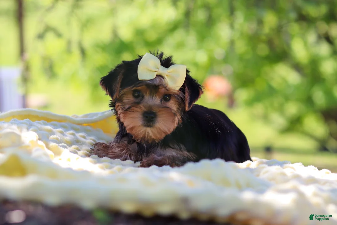 Yorkshire Terrier dogs for sale: Miley - Ad 2