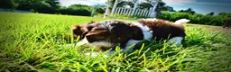 Havapoo dogs for sale: Bubbles - Ad 8
