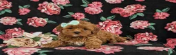 Cavapoo dogs for sale: Kaitlinn Hypoallergenic - Ad 9