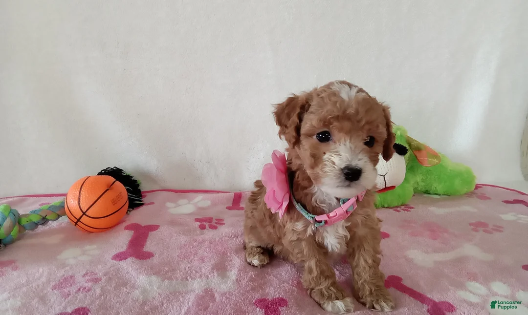 Cavapoo dogs for sale: Potato  - Ad 6