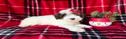 Yorkiepoo dogs for sale: Puddin - Ad 2