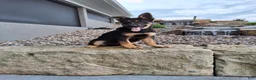 German Shepherd dogs for sale: Karl - Ad 11