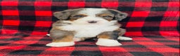 Bernedoodle dogs for sale: Porter - Ad 3
