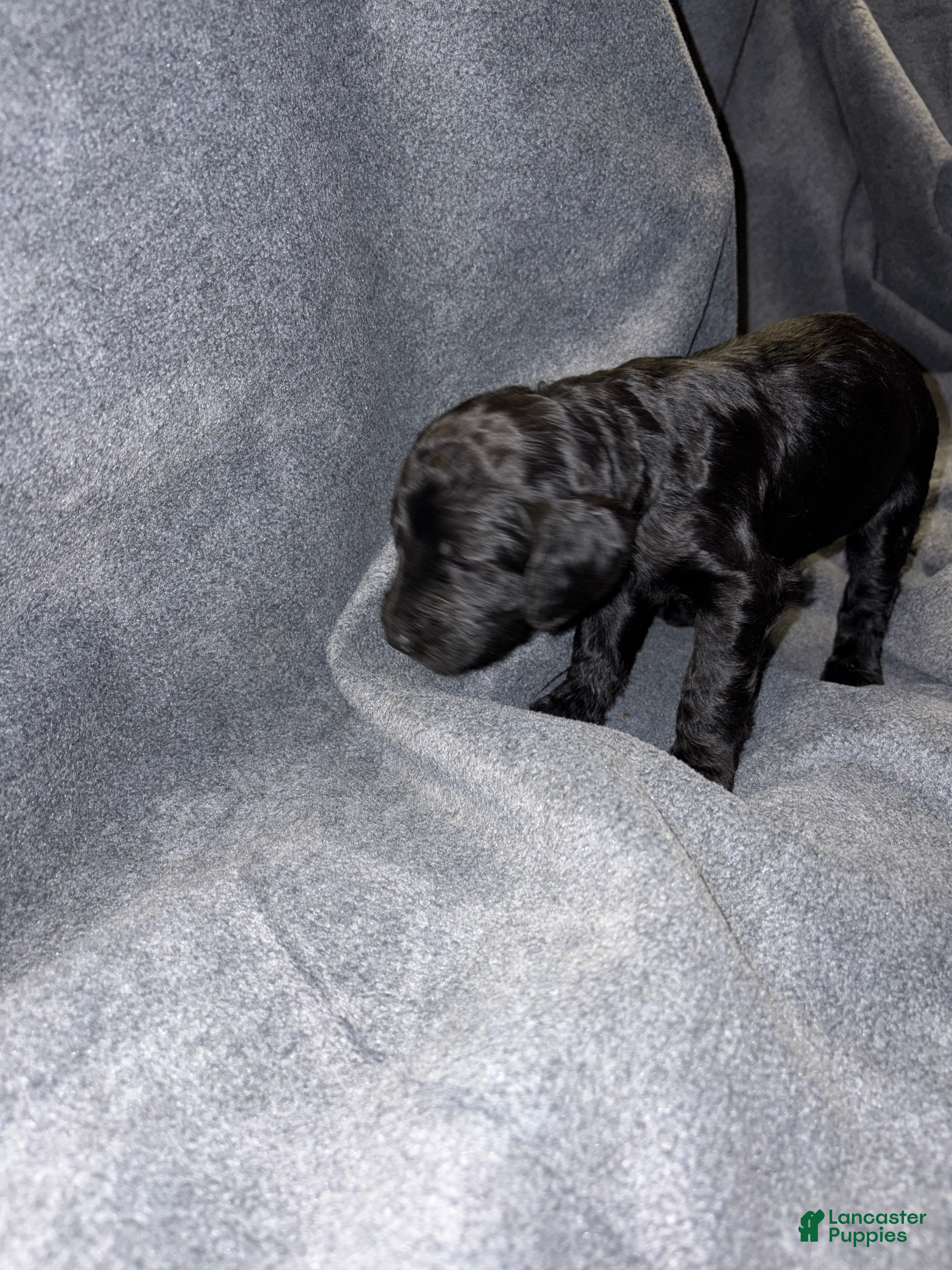 Bernedoodle dogs Wesson Puppy 6 - Ad 14