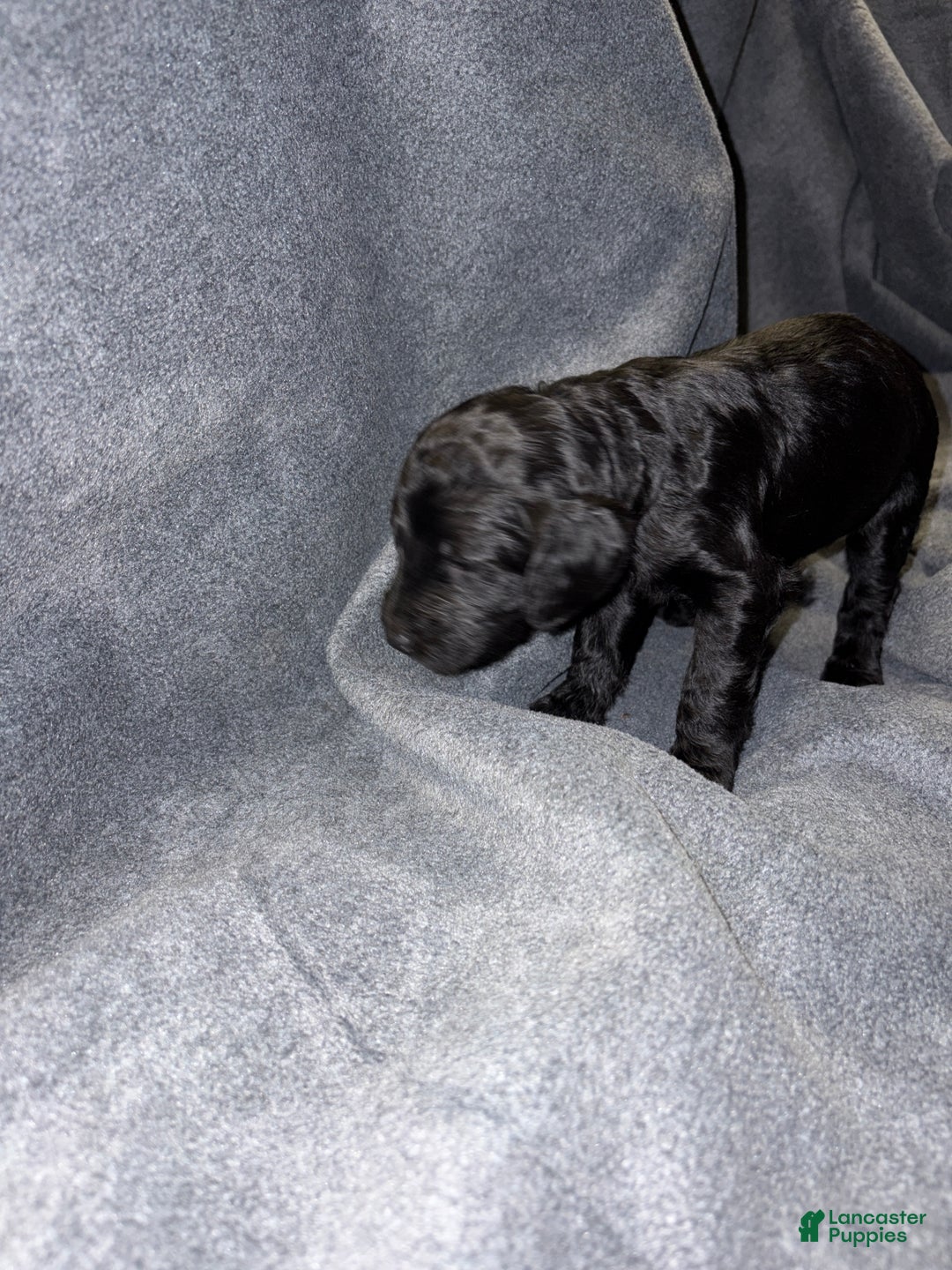 Bernedoodle dogs for sale: Wesson Puppy 6 - Ad 1