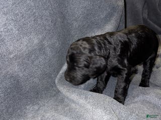 Bernedoodle dogs Wesson Puppy 6 - Ad 12