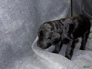 Bernedoodle dogs Wesson Puppy 6 - Ad 38