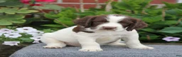 English Springer Spaniel dogs for sale: Trooper - Ad 2