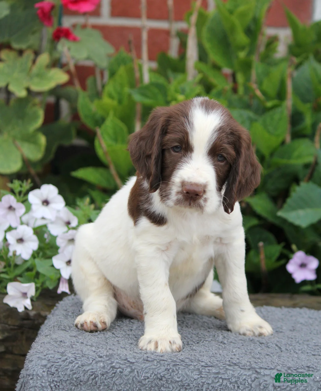 English Springer Spaniel dogs for sale: Trooper - Ad 2