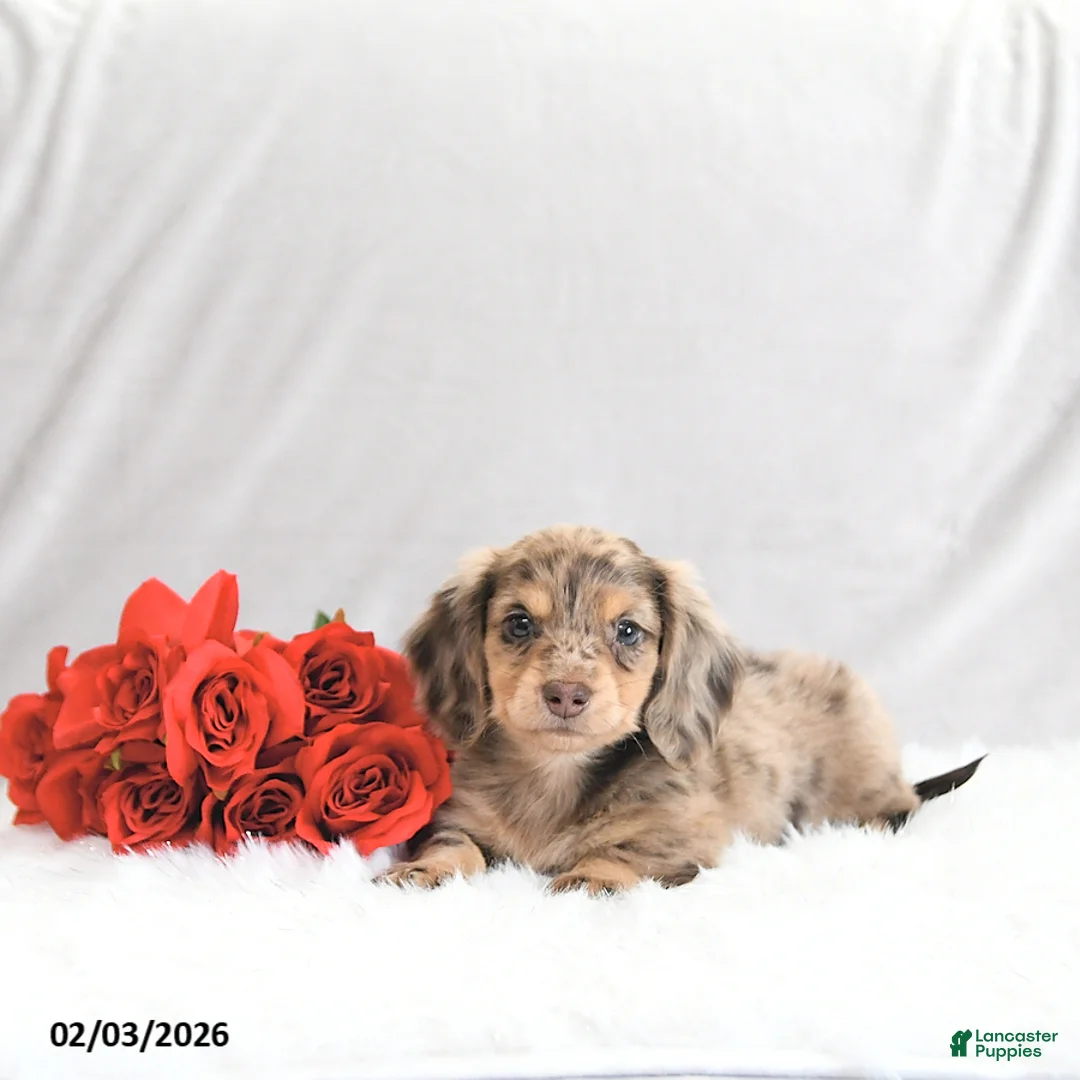 Miniature Dachshund dogs for sale: Parker - Ad 2