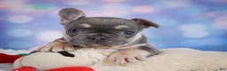 French Bulldog dogs for sale: Petunia - Ad 4