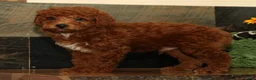 Miniature Poodle dogs for sale: Kenny - Ad 4