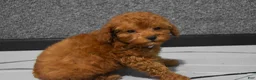 Miniature Poodle dogs for sale: Loise❤️ - Ad 7
