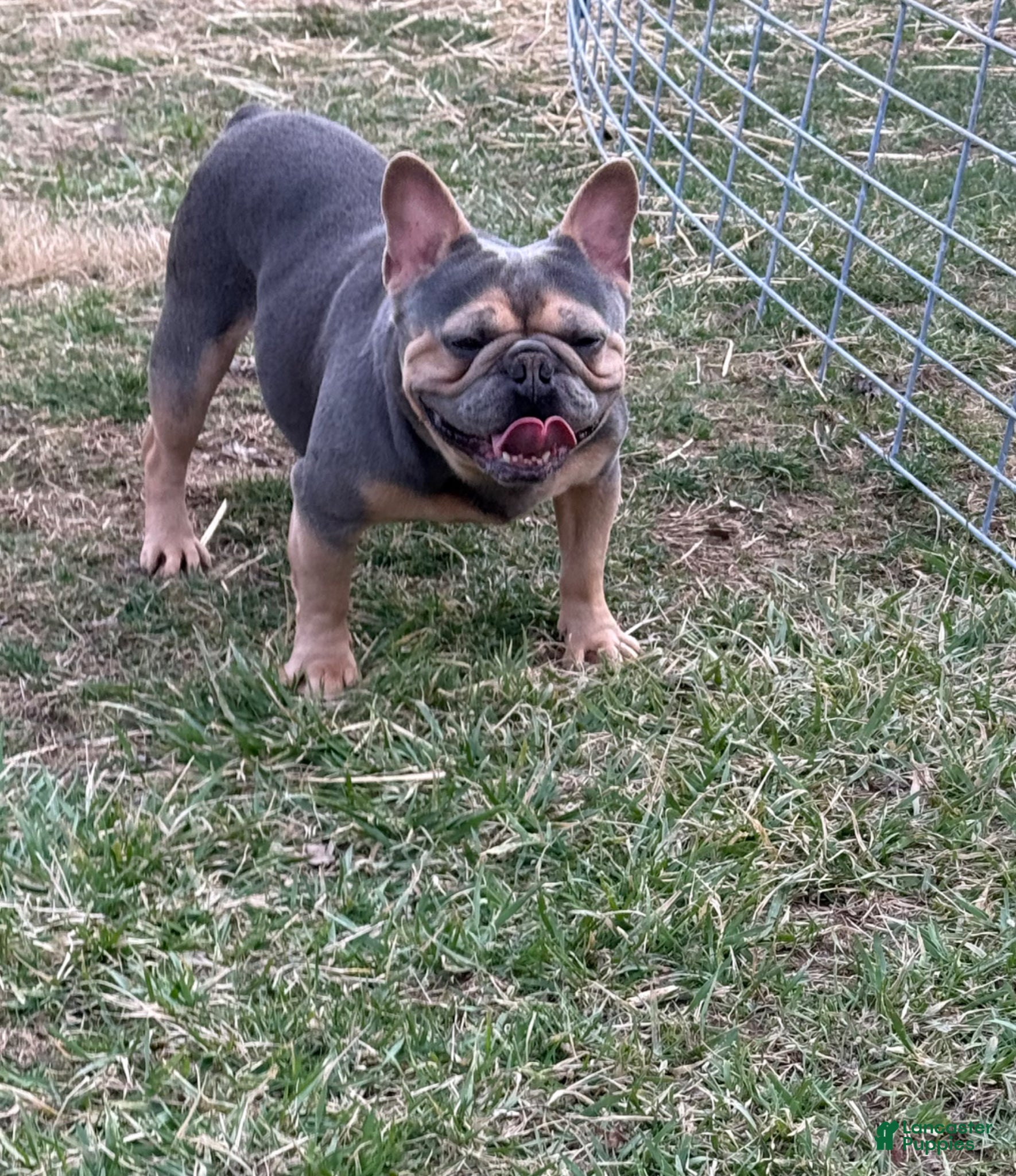 French Bulldog dogs French Bulldog Puppy 3 - Ad 2