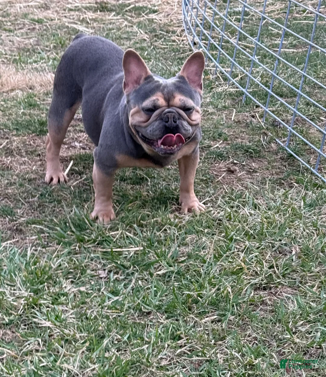 French Bulldog dogs for sale: Bagel - Ad 3