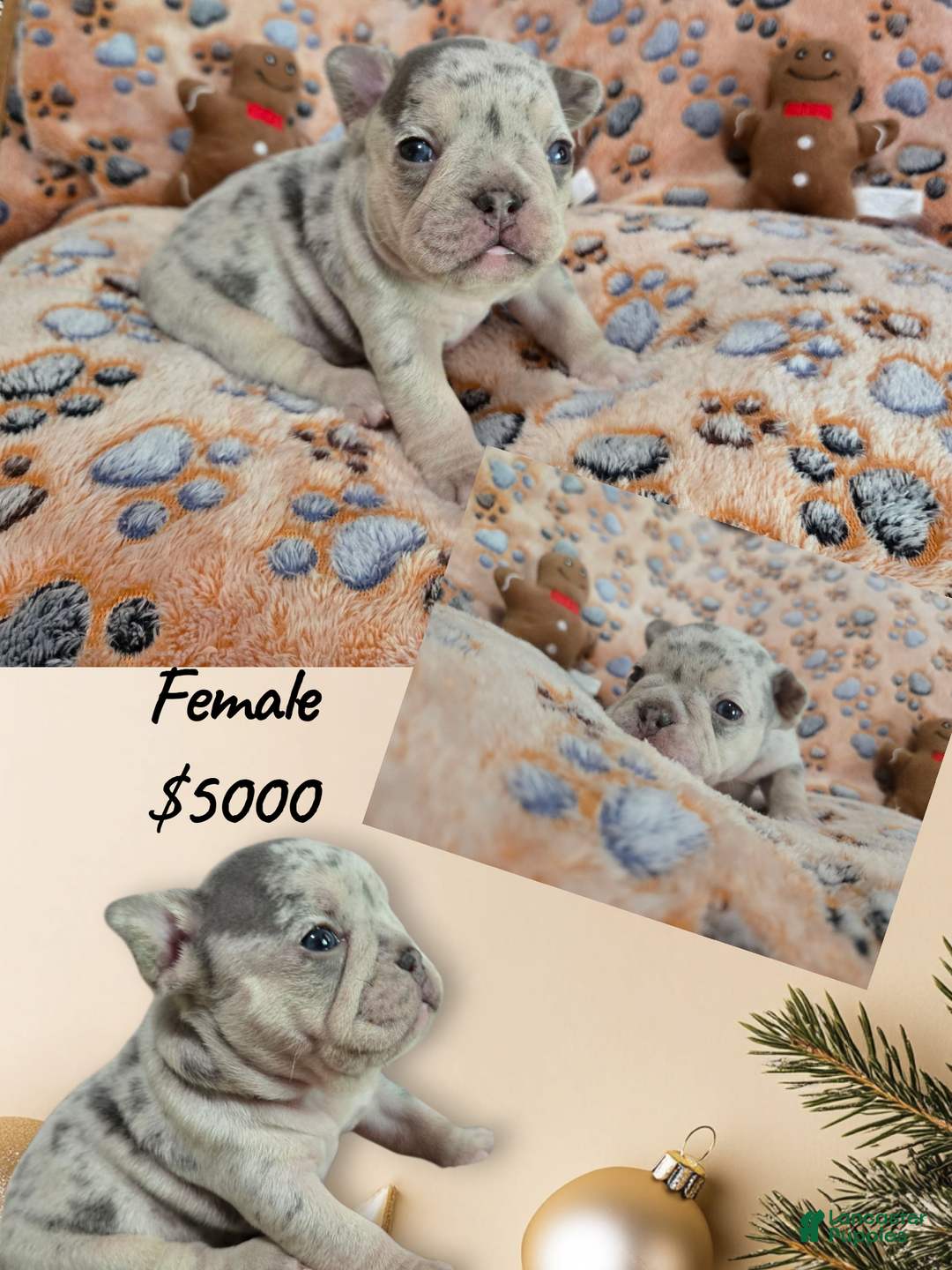 French Bulldog dogs for sale: French Bulldog Puppy 8 - Ad 9