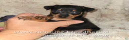 Miniature Pinscher dogs for sale: AKC Carter - Ad 4