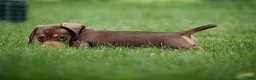 Miniature Dachshund dogs for sale: Frankie - Ad 7