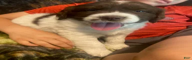 Callie